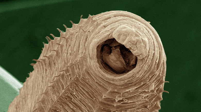 An earthworm is seen in  is seen in extreme closeup after being scanned by an electron microscope