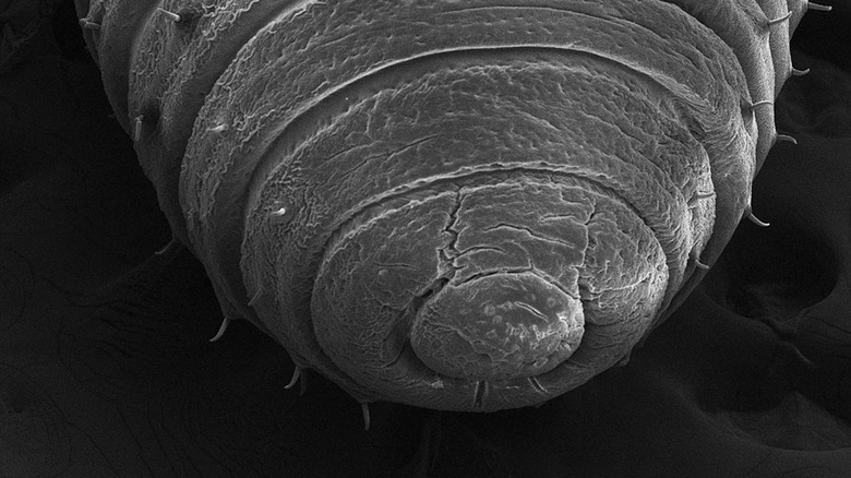 The head of an earthworm is seen in extreme closeup after being scanned by an electron microscope