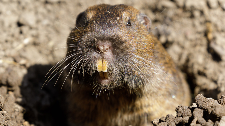 Pocket gopher peeking out of a hole in the dirt and rocks