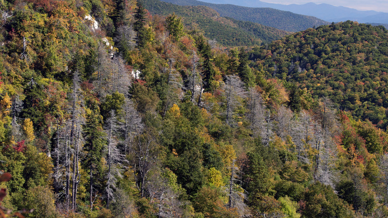 Dying hemlock trees from woolly adelgid infestation