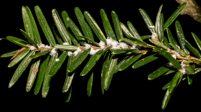 Close-up of a hemlock tree branch infested with hemlock woolly adelgids ovisacs