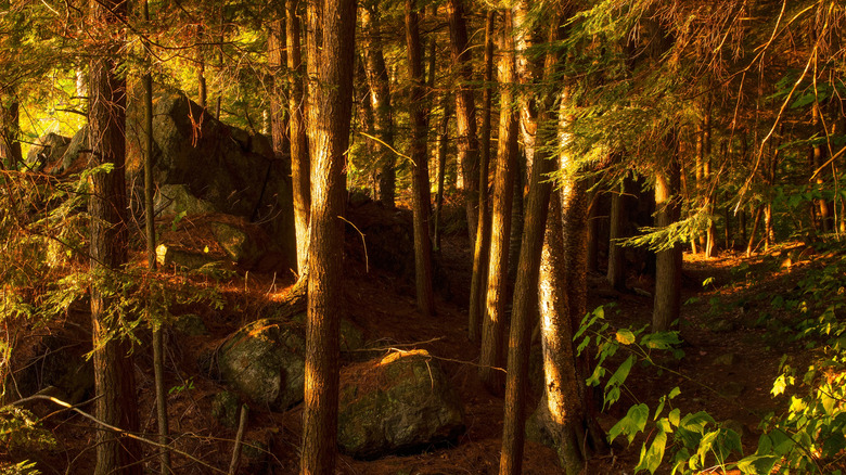 Eastern hemlock forest in the Adirondack Mountains of New York State in morning sunlight