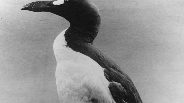 stuffed great auk