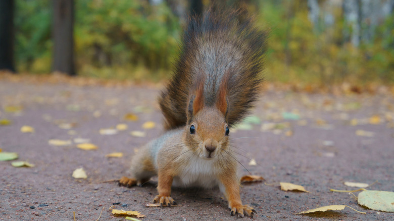 Close-up of a startled squirrel in the middle of the pavement sprinkled with fallen leaves