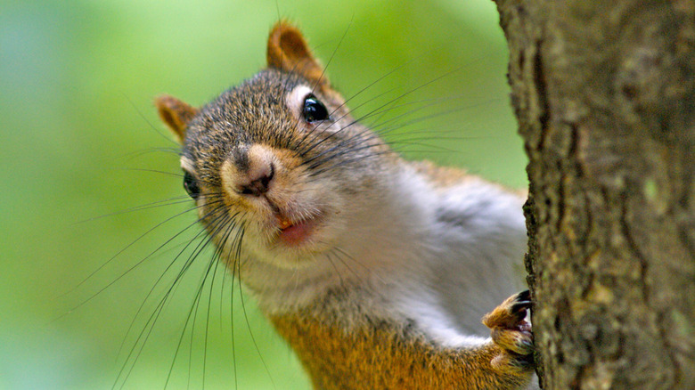 Close-up of a squirrel on a tree and poking its head around the side