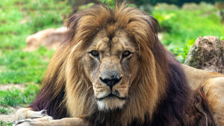 A male lion sits in grass looking into camera