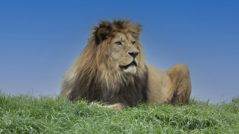A large male lion sits on a small hill looking off into the distance