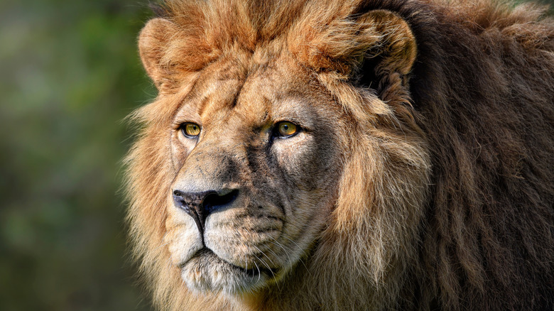 A closeup shows the face and mane of a lion against a blurry green background