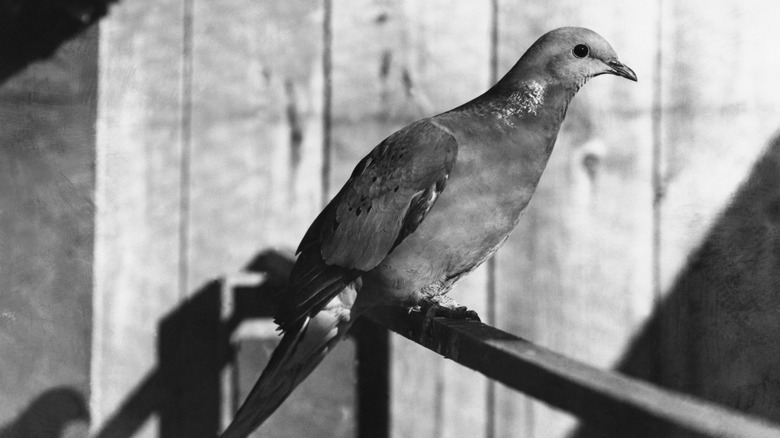 A black and white photo of a male passenger pigeon