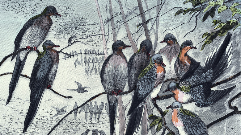 Drawing of a group of passenger pigeons on branches