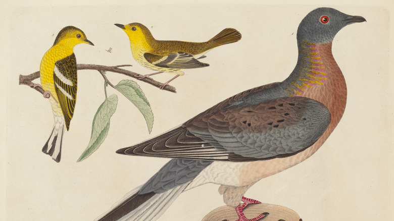 A 20th-century drawing of a blue-red passenger pigeon