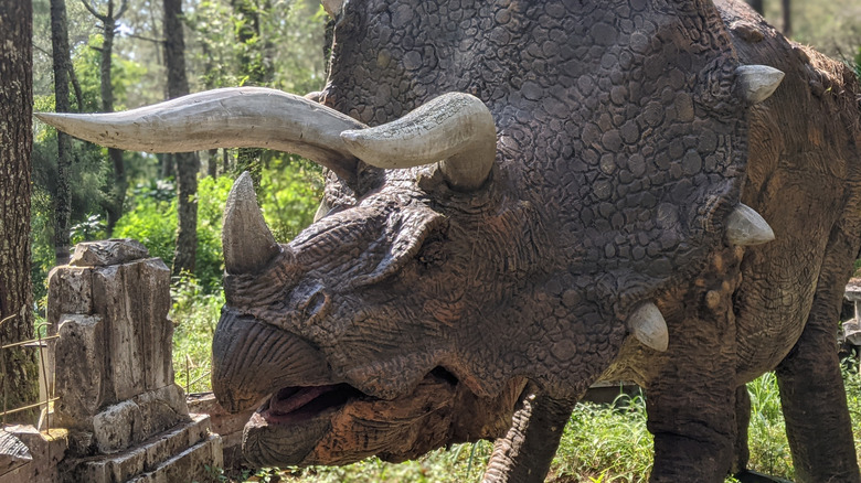 A Triceratops is seen standing in woodland