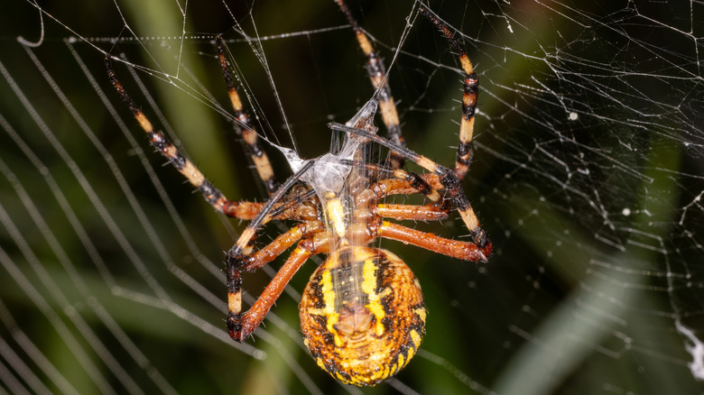 A yellow spider feasts on prey caught in its web