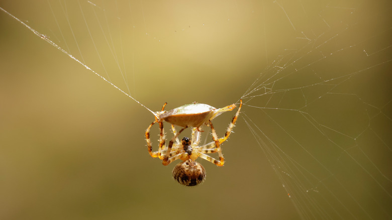A cross spider is seen wrapping its prey in its web