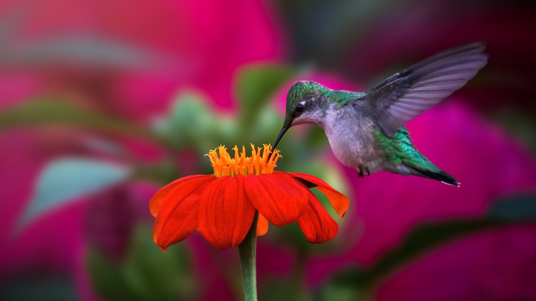 A ruby throated hummingbird sips nectar from a mexican sunflower