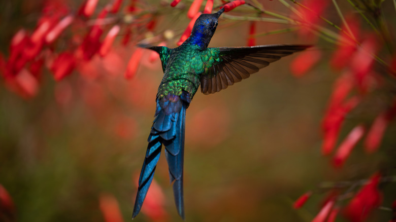 Large-tailed hummingbird hovers amid red flowers