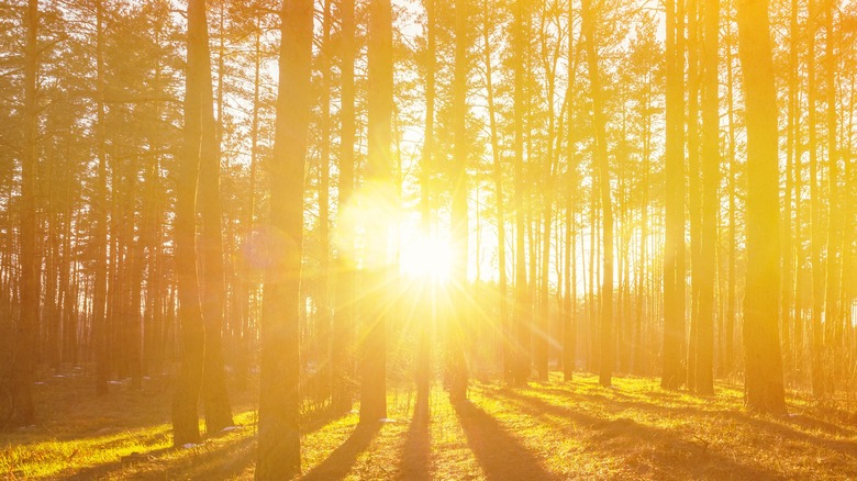 Sun shining through tall pine trees, grassy forest floor