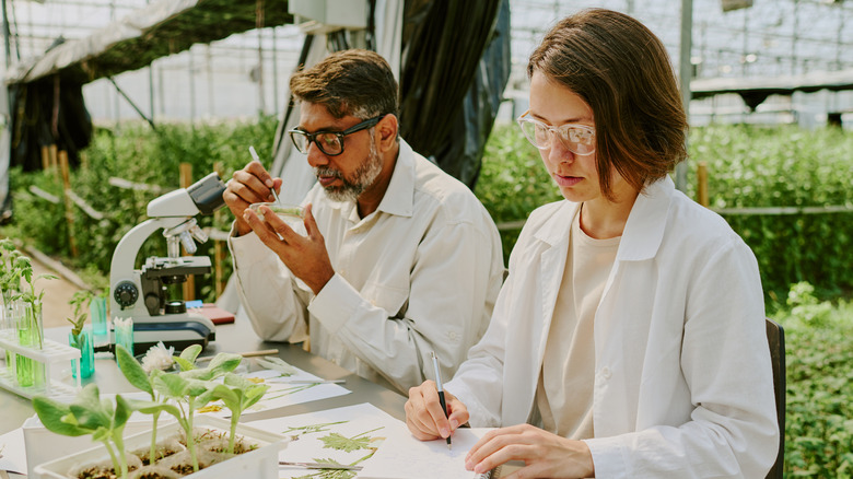 Male and female scientists working in greenhouse, with microscopes and plant seedlings, taking notes