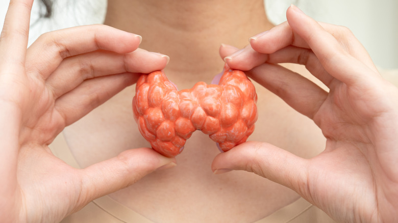 Woman holding a model thyroid in front of her neck