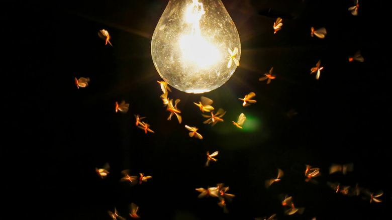 Flying insects surround a bare incandescent light bulb against a black background