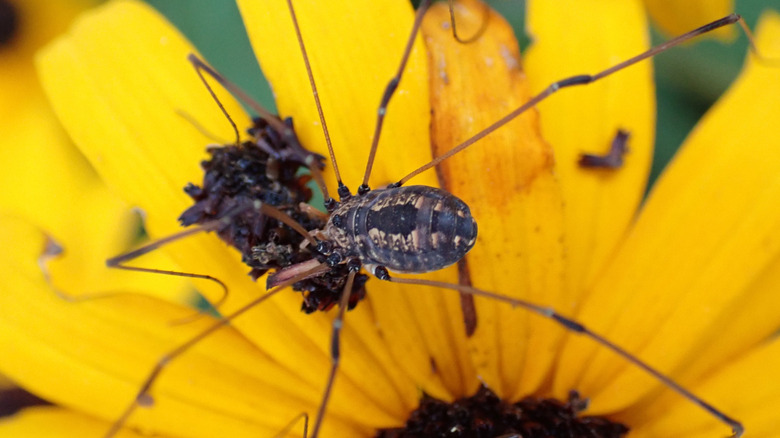 Close up of a daddy long legs, harvestmen, eating a looper inchworm caught on a black eyed Susan flower in the garden with a blurred background