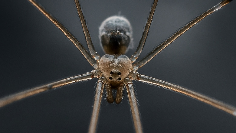 Close-up of a Daddy Long-legs Spider against a dark gray background
