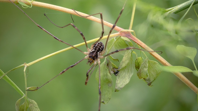 A Daddy Long Legs, or Harvestman, spider sits on green leaf in the forest
