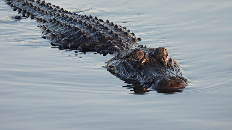 American alligator floating on water surface