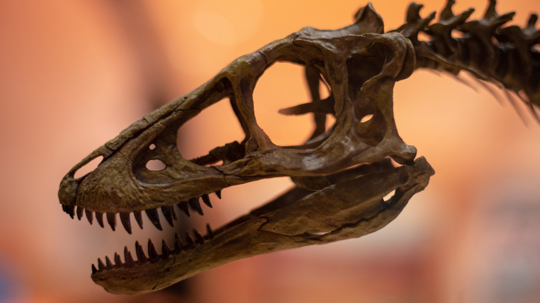 Dinosaur fossil skull, large jaw with large teeth