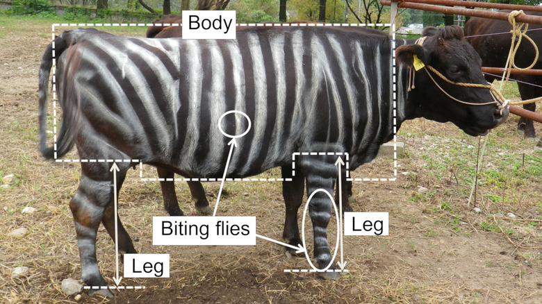 diagram of Japanese black cow painted with white stripes showing biting fly attacks