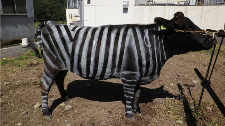 Japanese Black cow with white striped painted on