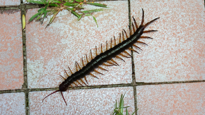 Close-up of a centipede on an outdoor tile floor