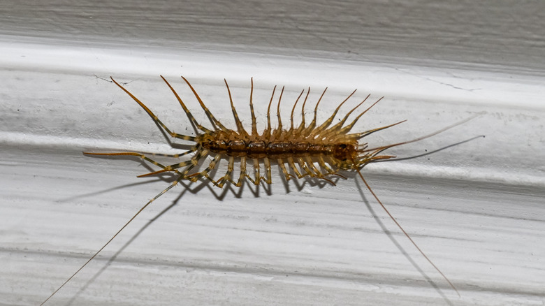 Close-up of a centipede crawling along the baseboard in a house