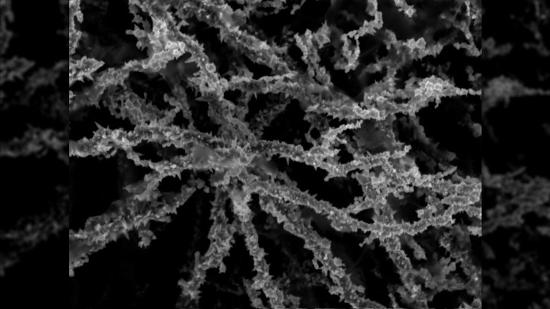 Two bowls of mycelium connected to circuit board with multiple wires