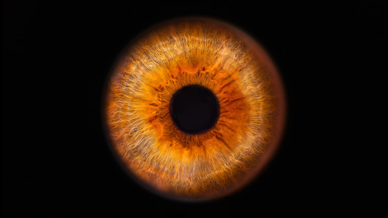 macro photograph of human iris