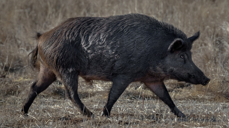 Wild pig running through field