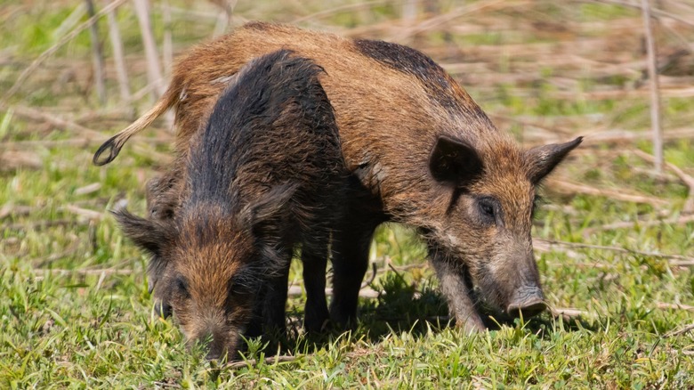 Wild pigs grazing in California