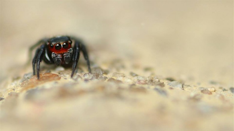 Evarcha ignea, another type of vampire jumping spider, in in South Africa
