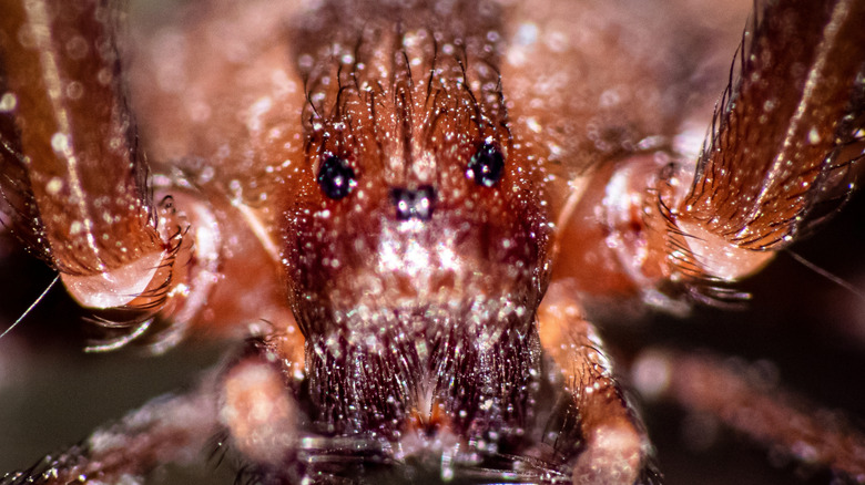 A closeup of a brown recluse reveals its eyes