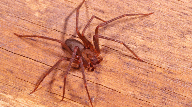 A brown recluse is seen on a wooden surface