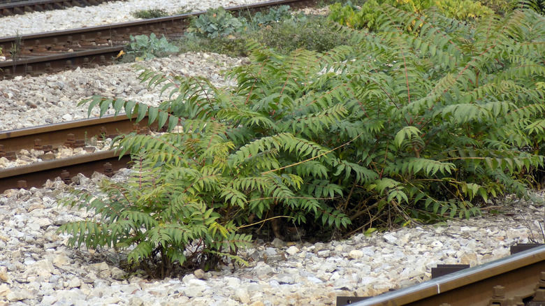 Tree of heaven shoots growing in a thicket between railroad tracks