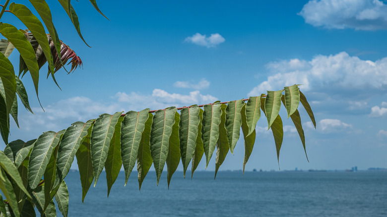 Tree of heaven branch reaching over lake water, clouds and city in background