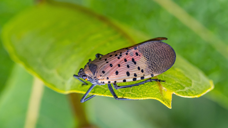 Spotted lanternfly on large green leaf, insect with black spots on rust-red wings