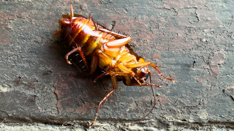 A cockroach lies dead on a stone surface
