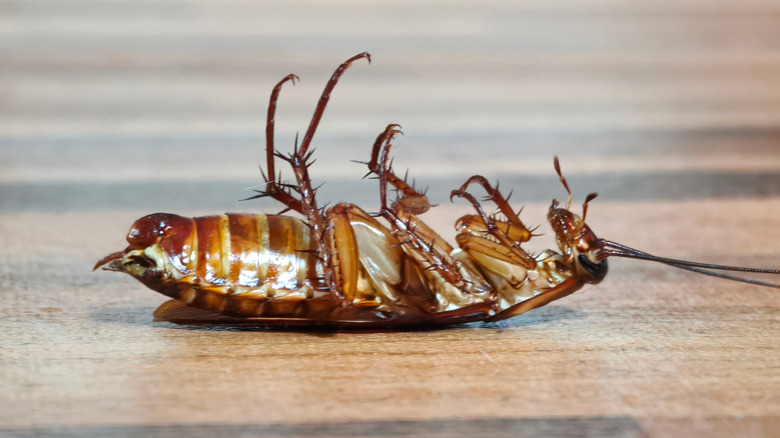 A cockroach lays upside down on a wooden floor