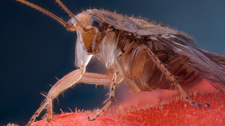 A closeup of a cockroach reveals the details of its body