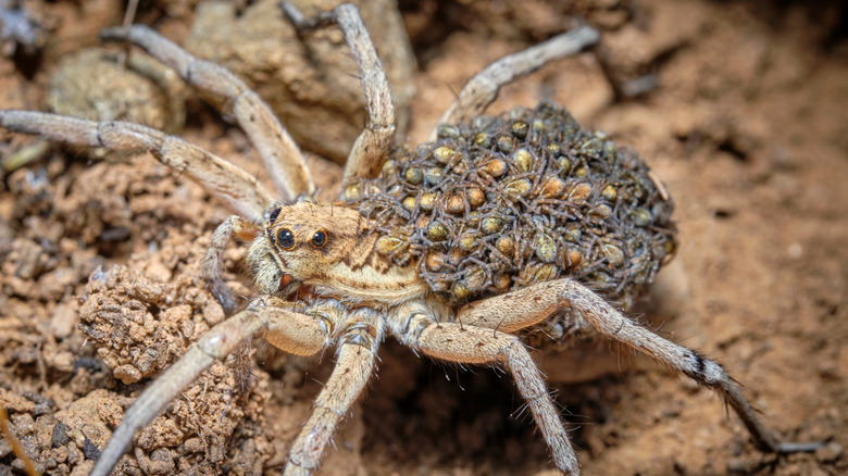 Close-up of a wolf spider carrying babies on its back