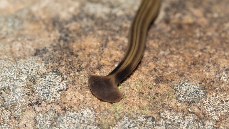 A shovel-headed garden worm (Bipalium kewense) is seen in closeup on a rock