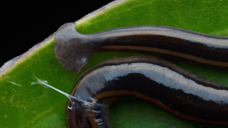 A macro image shows the detail of a hammerhead worm sitting on a leaf