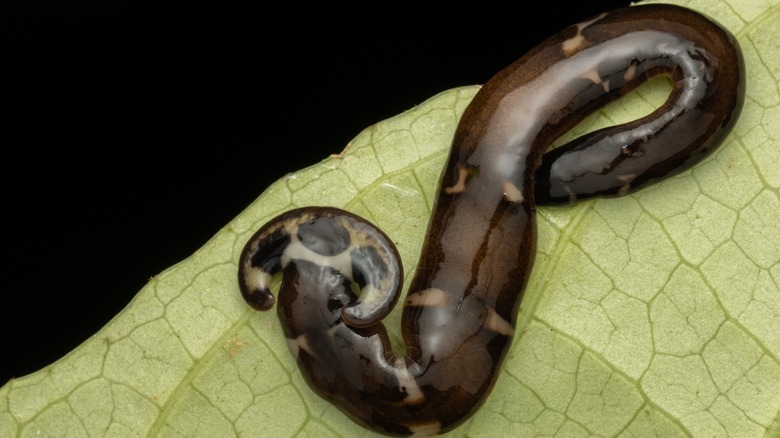A close-up shows a hammerhead worm on a green leaf
